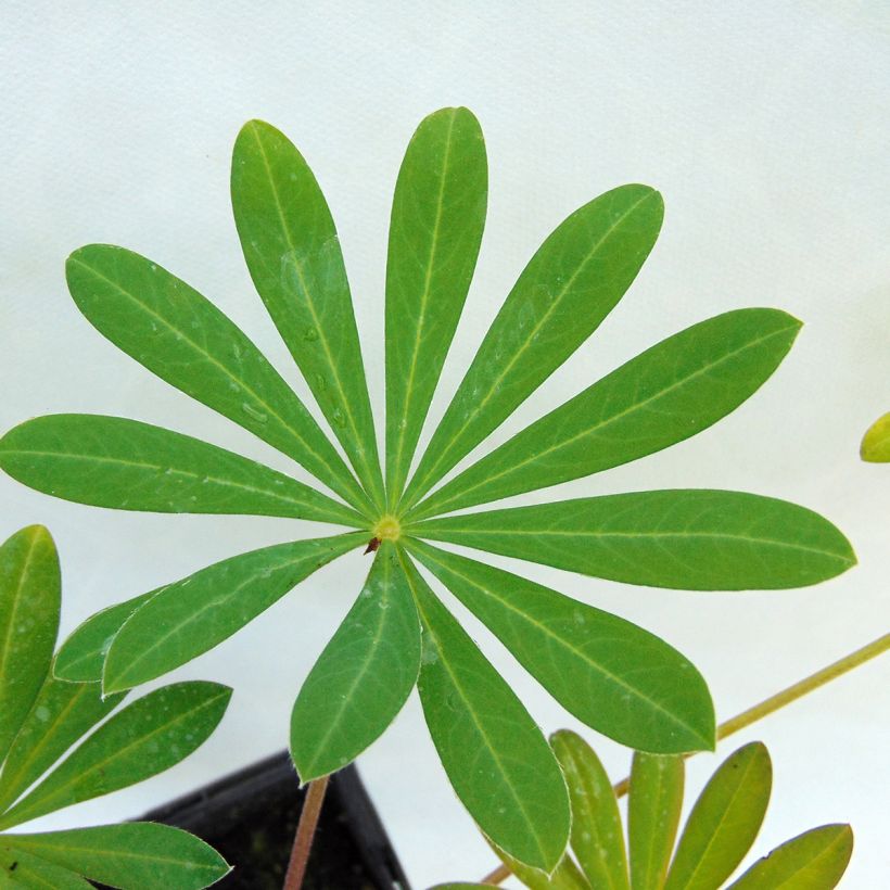 Staudenlupine West Country Manhattan Lights (Laub)