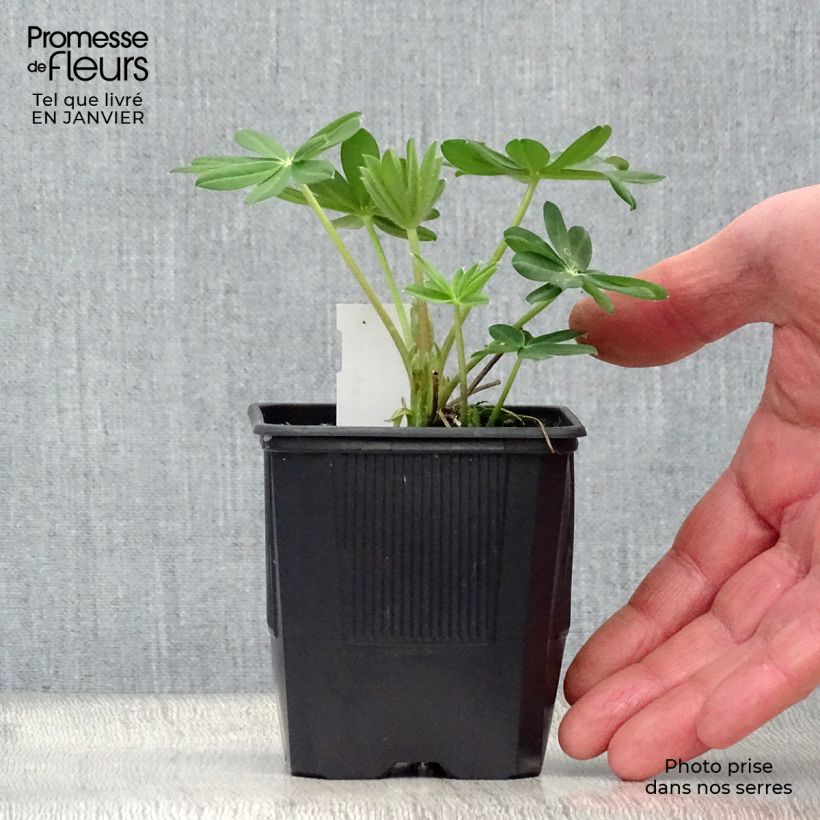 Exemplar von Staudenlupine West Country Manhattan Lights Kleine Töpfe von 8/9 cm wie im Winter geliefert