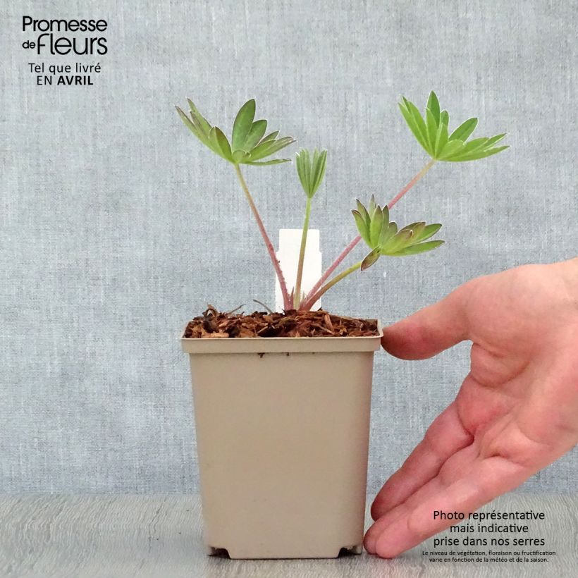 Exemplar von Staudenlupine West Country Manhattan Lights Kleine Töpfe von 8/9 cm wie im Frühjahr geliefert