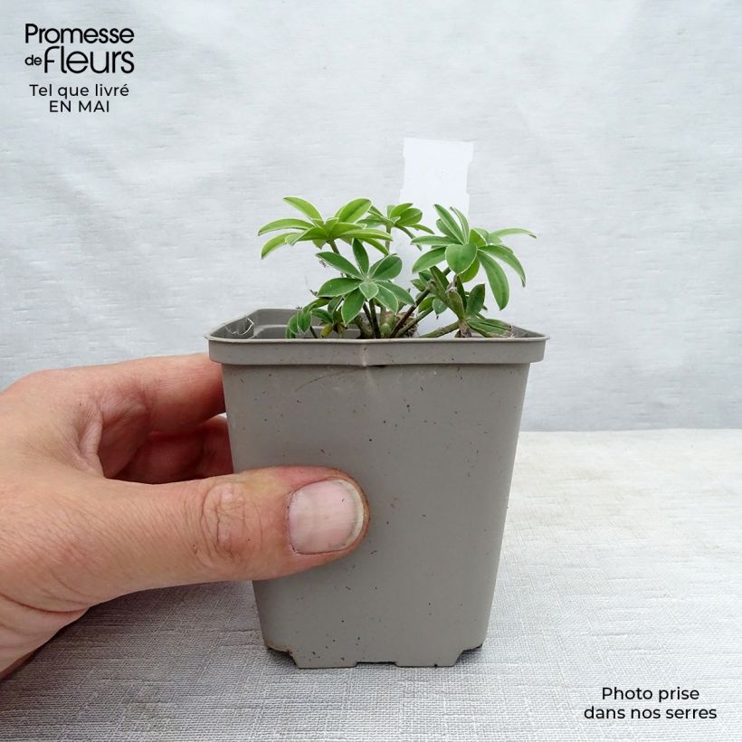 Exemplar von Staudenlupine Masterpiece Kleine Töpfe von 8/9 cm wie im Frühjahr geliefert