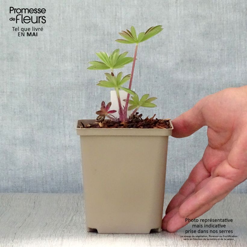 Exemplar von Staudenlupine West Country Persian Slipper Topf 10 cm/11cm wie im Frühjahr geliefert