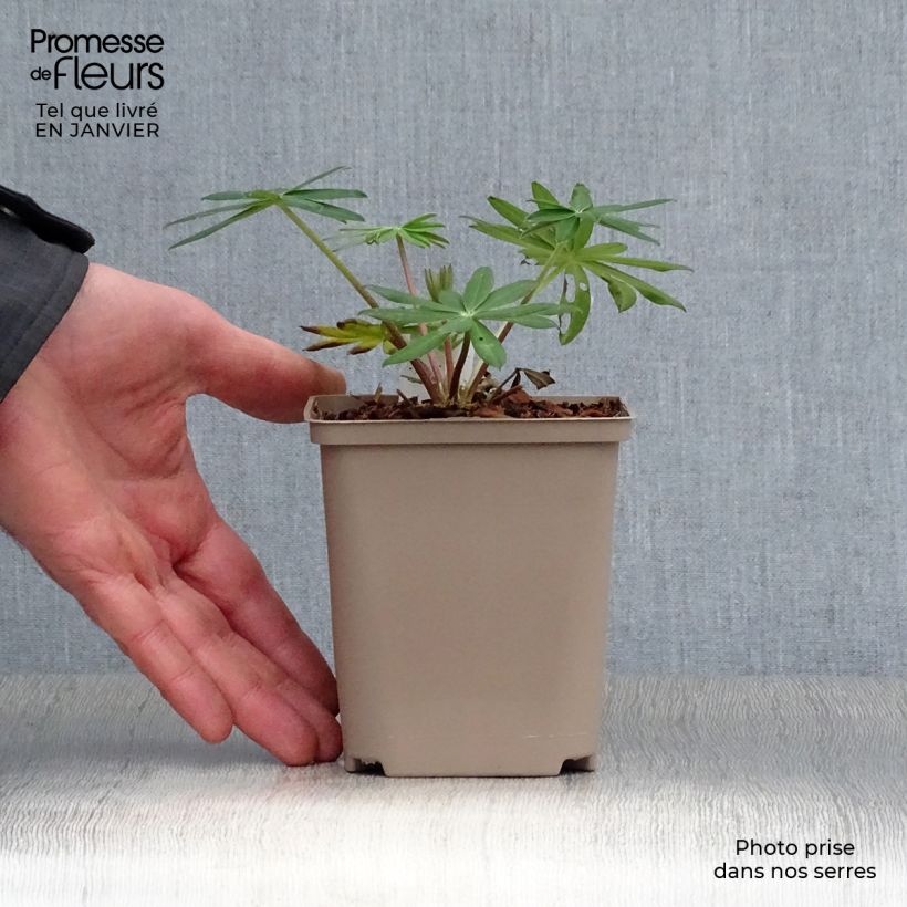 Exemplar von Staudenlupine West Country Red Rum Topf 10 cm/11cm wie im Winter geliefert