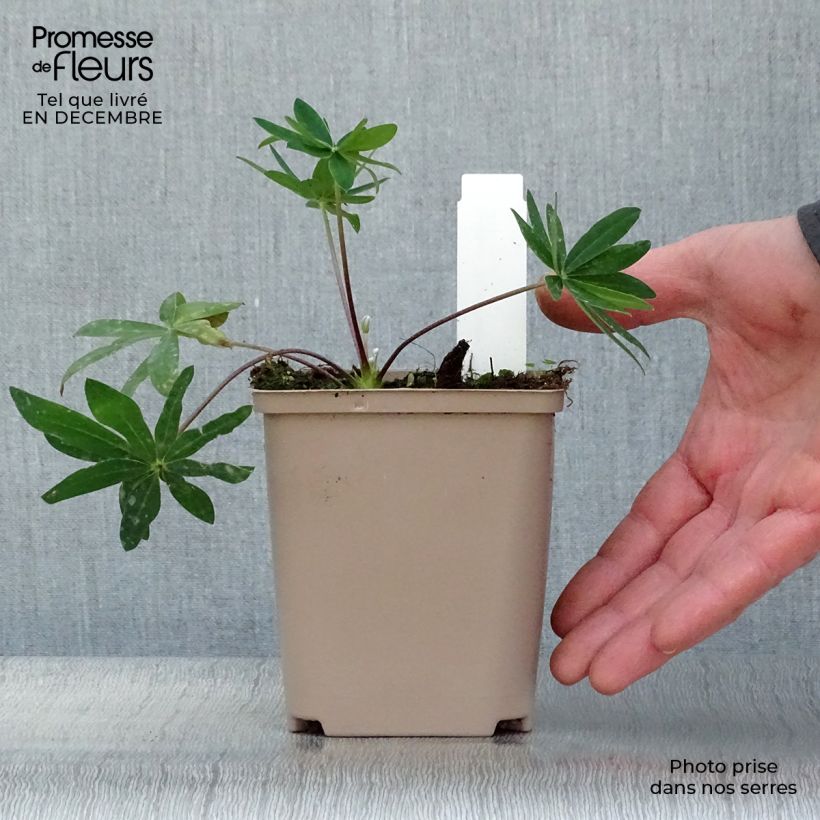 Exemplar von Staudenlupine West Country Tequila Flame Topf 10 cm/11cm wie im Winter geliefert