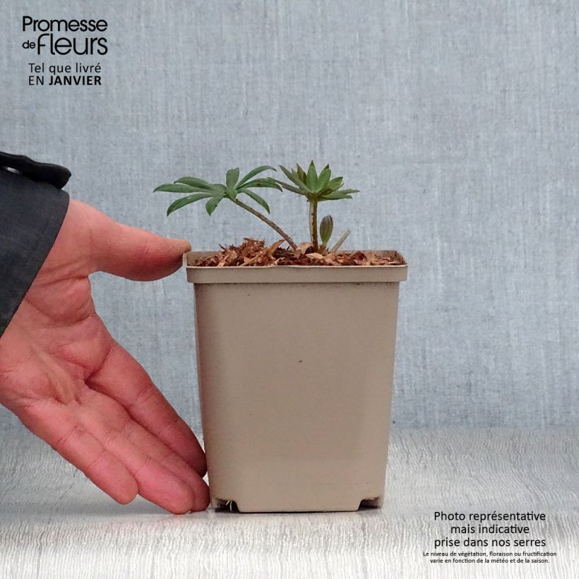 Exemplar von Staudenlupine West Country Terracotta Topf 10 cm/11cm wie im Winter geliefert