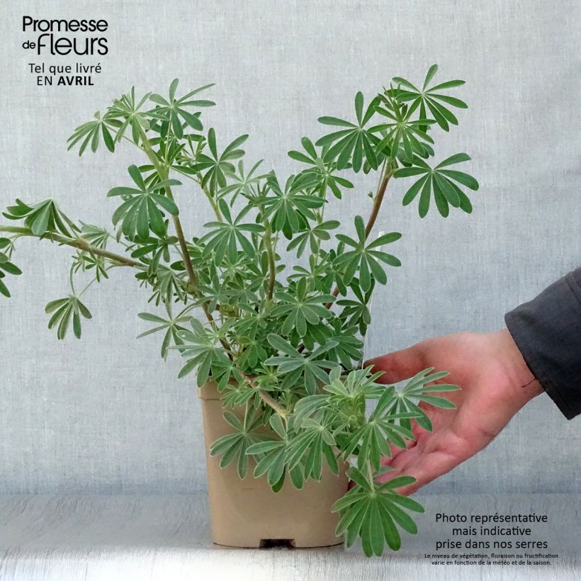 Exemplar von Baum-Lupine - Lupinus arboreus Topf mit 2L/3L wie im Frühjahr geliefert