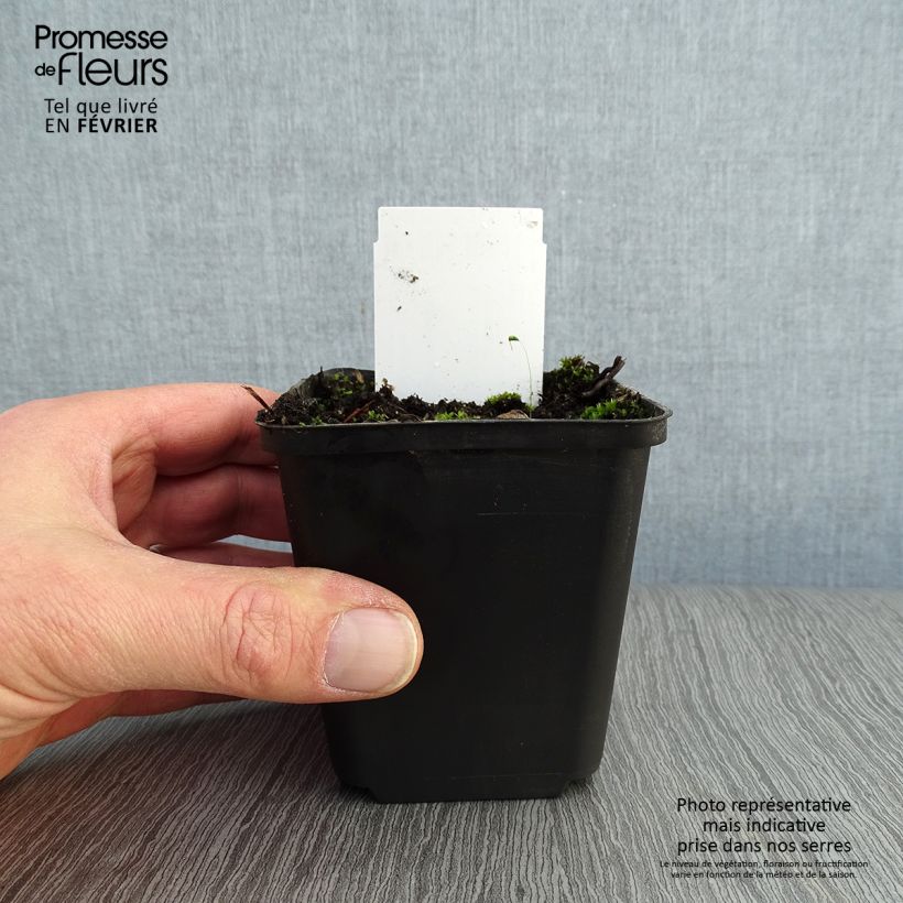 Exemplar von Baptisia australis - Färberhülse Kleine Töpfe von 8/9 cm wie im Winter geliefert