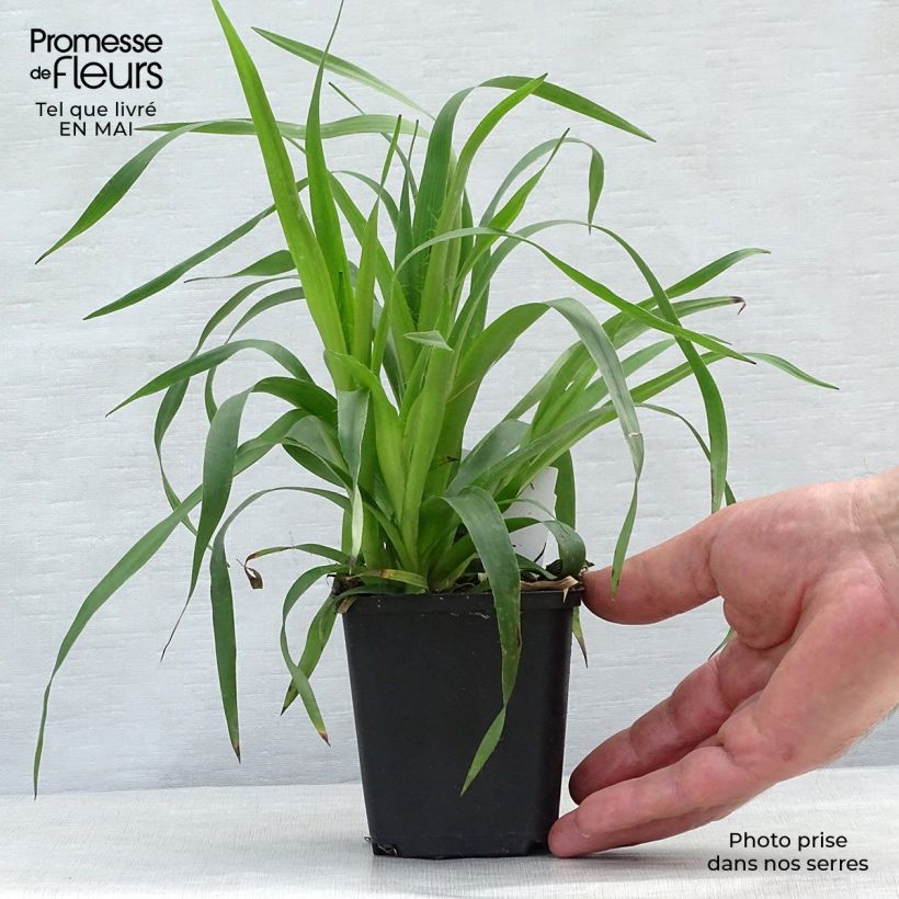 Exemplar von Wald-Hainsimse - Luzula sylvatica Kleine Töpfe von 8/9 cm wie im Frühjahr geliefert