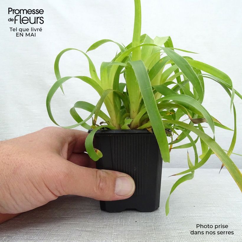 Exemplar von Wald-Hainsimse Solar Flare - Luzula sylvatica Kleine Töpfe von 8/9 cm wie im Frühjahr geliefert