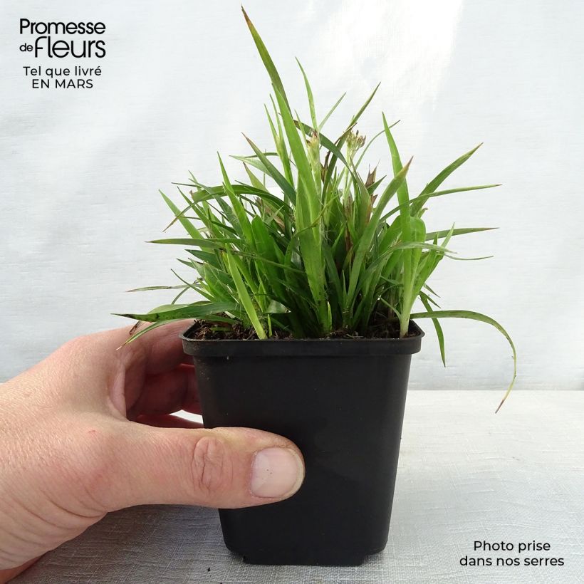 Exemplar von Behaarte Hainsimse - Luzula pilosa Kleine Töpfe von 8/9 cm wie im Frühjahr geliefert