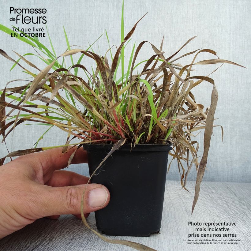 Exemplar von Behaarte Hainsimse - Luzula pilosa Kleine Töpfe von 8/9 cm wie im Herbst geliefert
