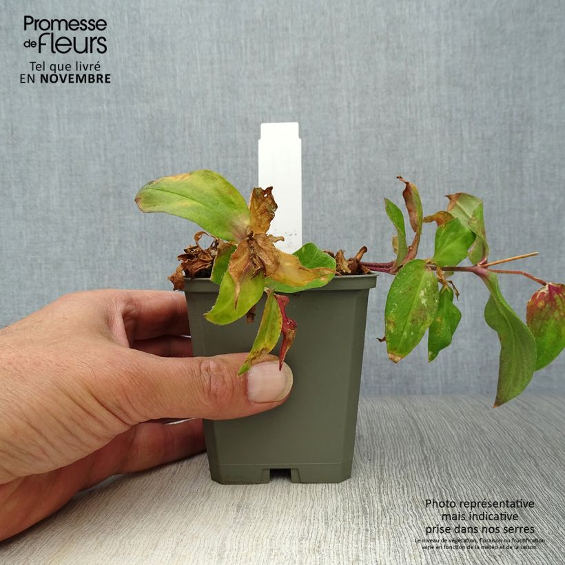 Exemplar von Vulkan-Lichtnelke Vesuvius - Lychnis arkwrightii Kleine Töpfe von 8/9 cm wie im Herbst geliefert