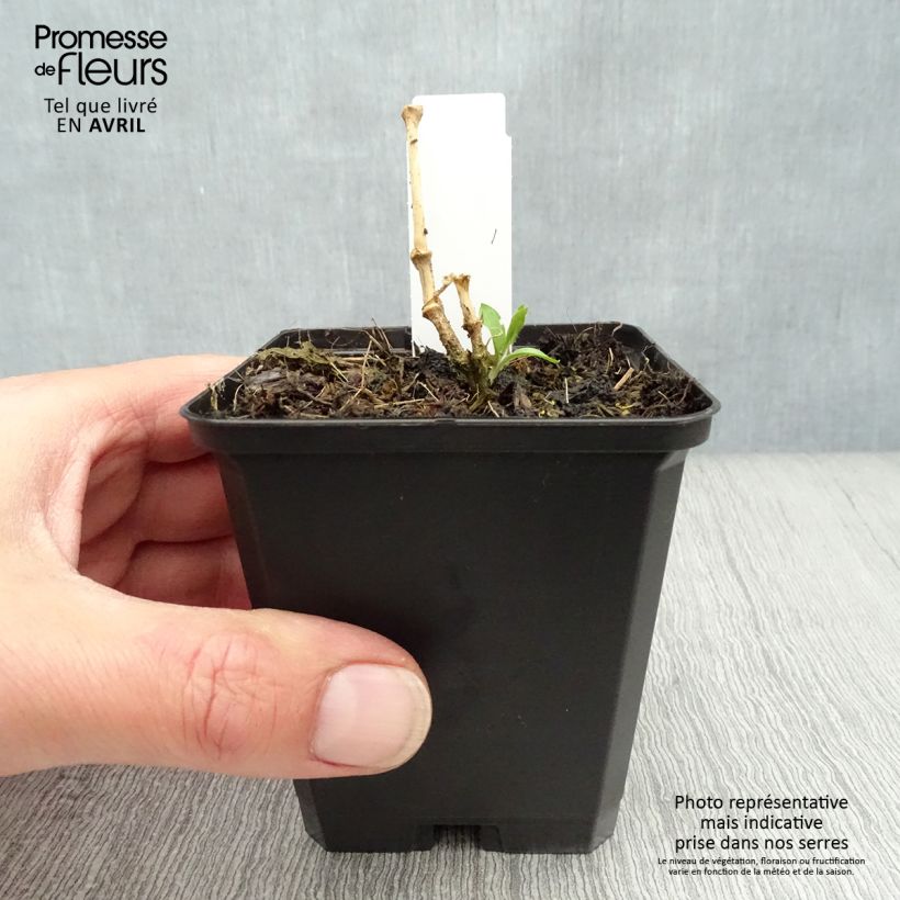 Exemplar von Vulkan-Lichtnelke Vesuvius - Lychnis arkwrightii Kleine Töpfe von 8/9 cm wie im Frühjahr geliefert