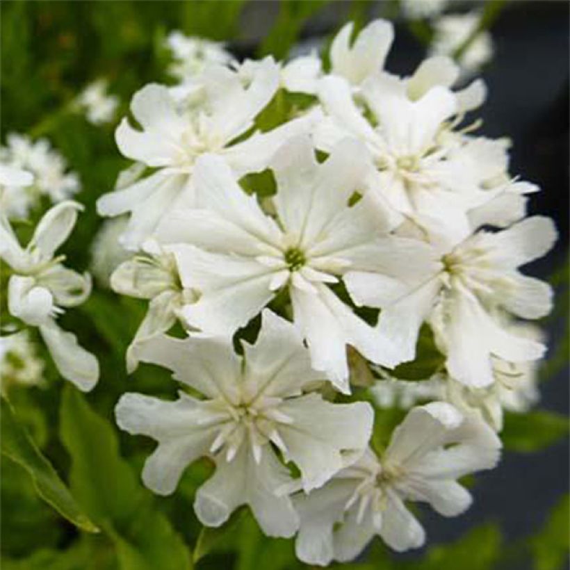 Lichtnelke Alba - Lychnis chalcedonica (Blüte)