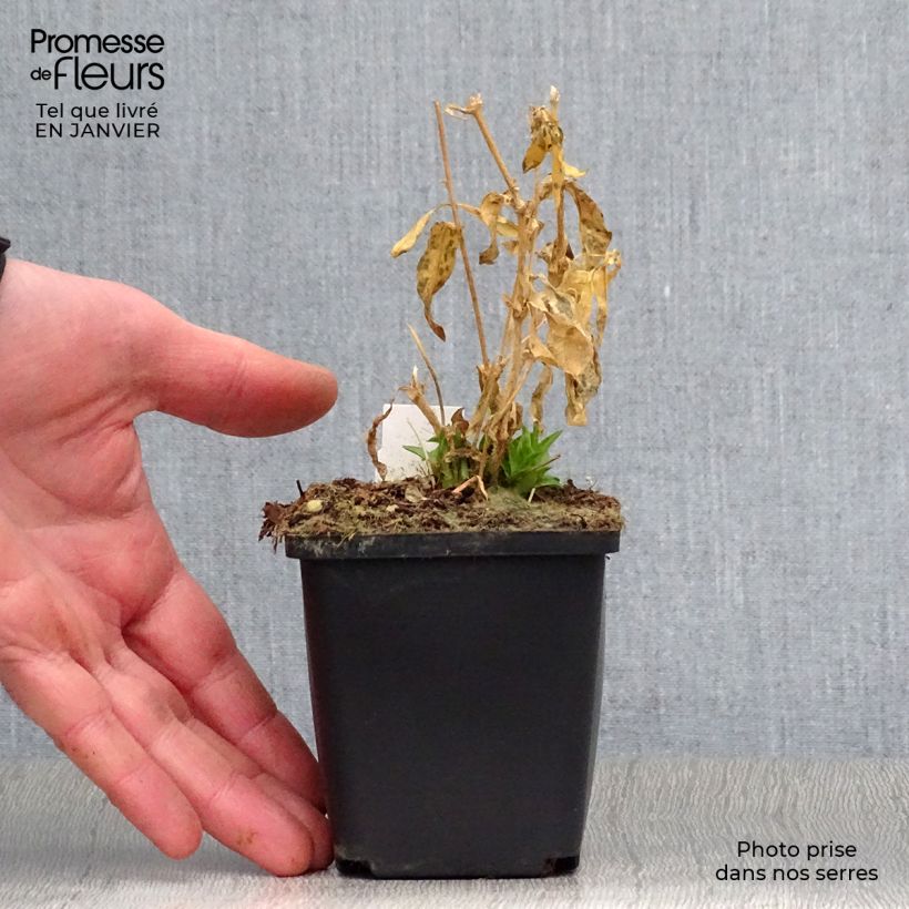 Exemplar von Lichtnelke Alba - Lychnis chalcedonica Kleine Töpfe von 8/9 cm wie im Winter geliefert