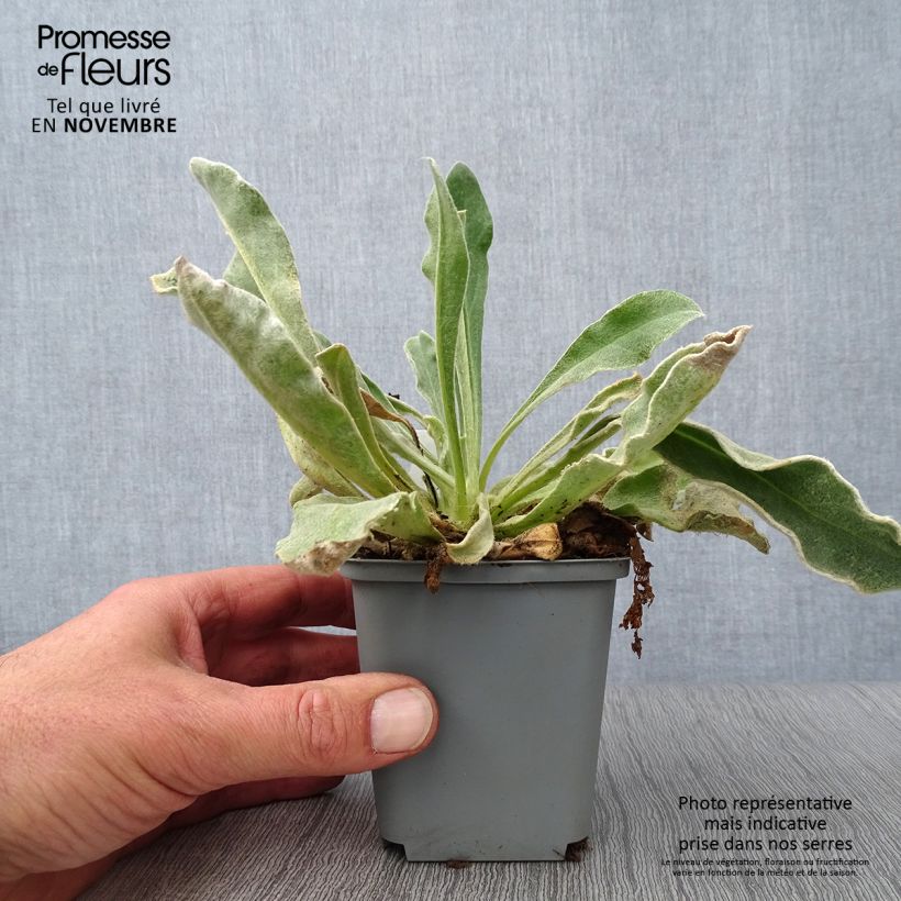 Exemplar von Kranz-Lichtnelke Alba - Lychnis coronaria Kleine Töpfe von 8/9 cm wie im Herbst geliefert