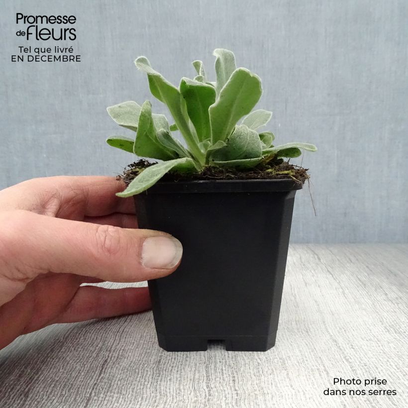 Exemplar von Kranz-Lichtnelke Alba - Lychnis coronaria Kleine Töpfe von 8/9 cm wie im Winter geliefert