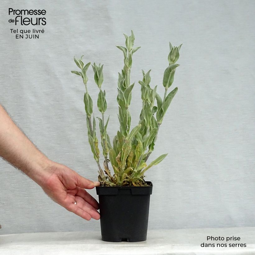 Exemplar von Kranz-Lichtnelke Alba - Lychnis coronaria Topf mit 2L/3L wie im Sommer geliefert