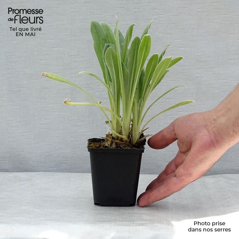 Exemplar von Kranz-Lichtnelke Alba - Lychnis coronaria Kleine Töpfe von 8/9 cm wie im Frühjahr geliefert