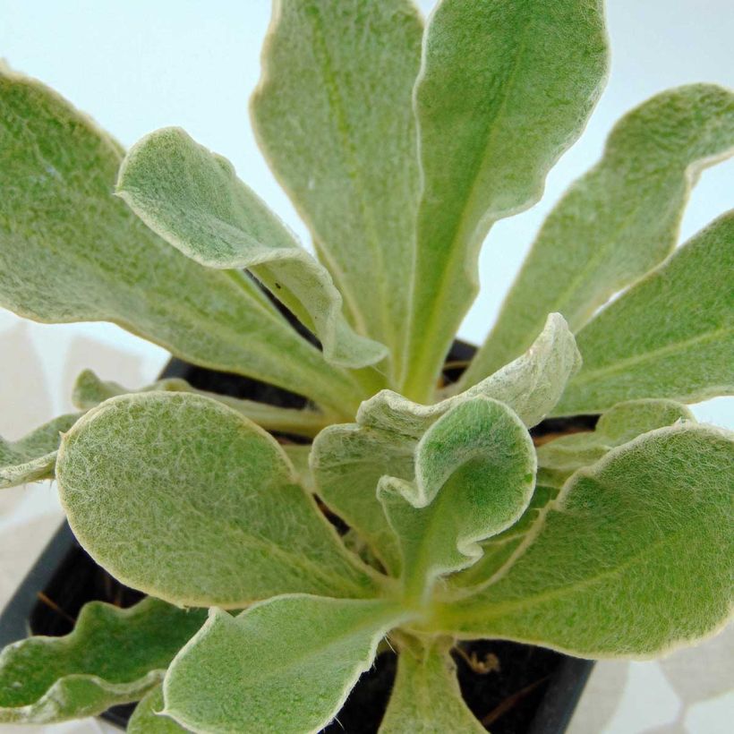 Kranz-Lichtnelke Oculata - Lychnis coronaria (Laub)