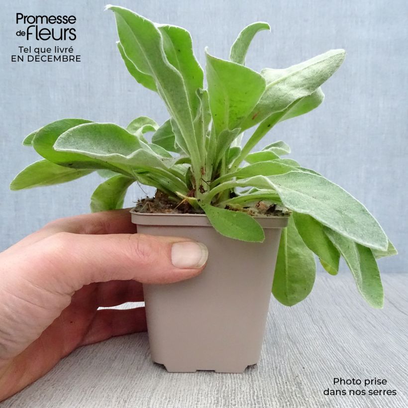 Exemplar von Kranz-Lichtnelke Oculata - Lychnis coronaria Kleine Töpfe von 8/9 cm wie im Winter geliefert