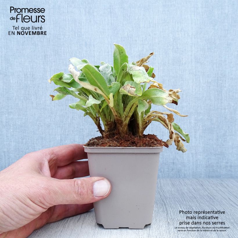 Exemplar von Kranz-Lichtnelke Oculata - Lychnis coronaria Kleine Töpfe von 8/9 cm wie im Herbst geliefert