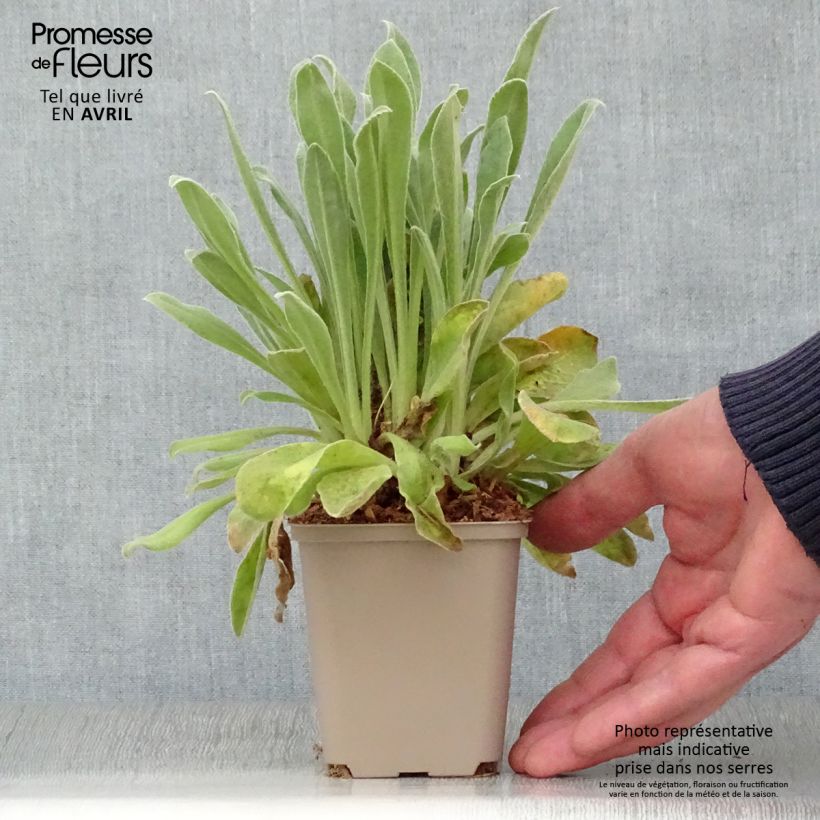 Exemplar von Kranz-Lichtnelke Oculata - Lychnis coronaria Kleine Töpfe von 8/9 cm wie im Frühjahr geliefert