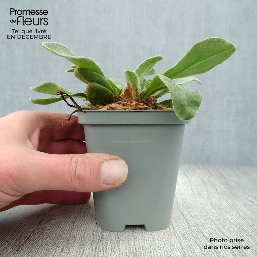 Exemplar von Kranz-Lichtnelke Atrosanguinea - Lychnis coronaria Kleine Töpfe von 8/9 cm wie im Winter geliefert