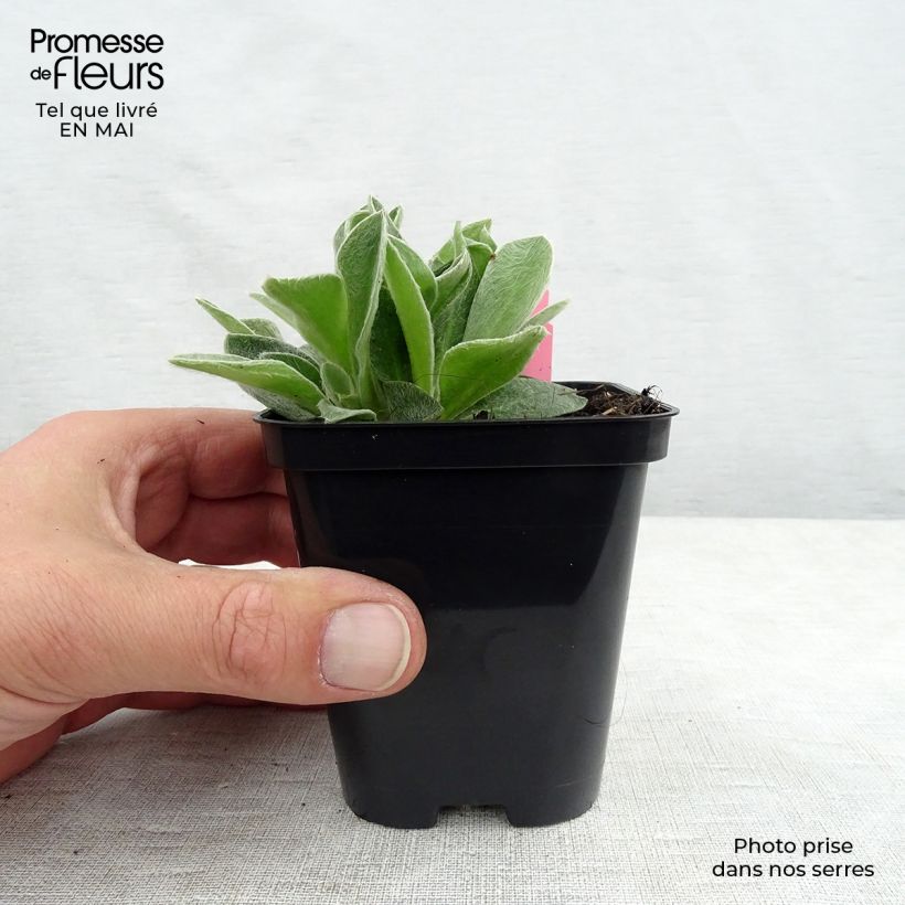 Exemplar von Kranz-Lichtnelke Atrosanguinea - Lychnis coronaria Kleine Töpfe von 8/9 cm wie im Frühjahr geliefert