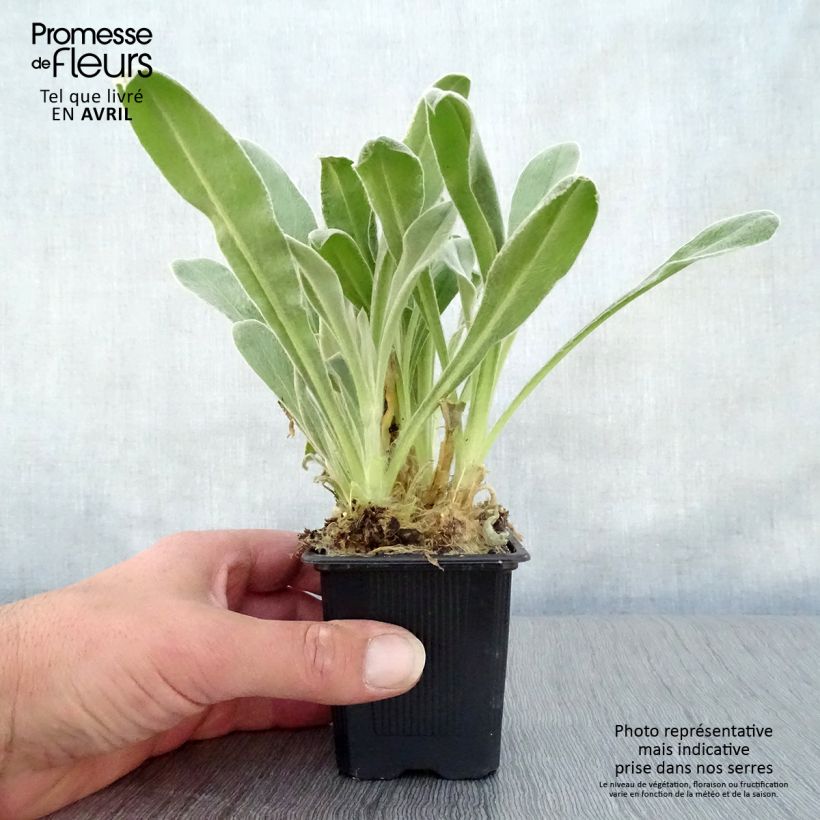 Exemplar von Lychnis coronaria - Kranz-Lichtnelke Kleine Töpfe von 8/9 cm wie im Frühjahr geliefert