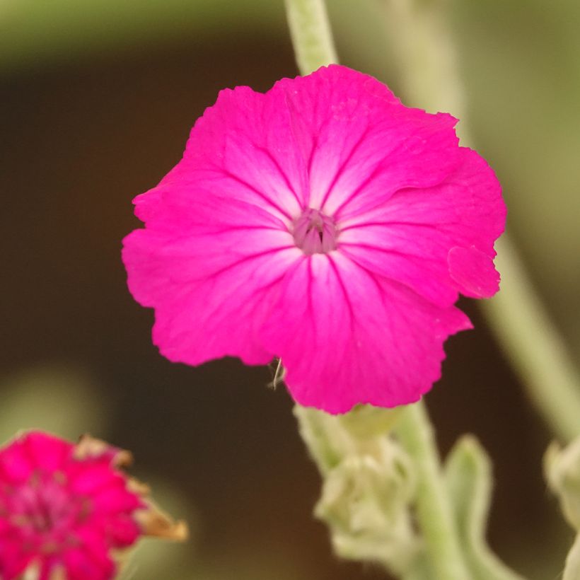 Lychnis coronaria - Kranz-Lichtnelke (Blüte)