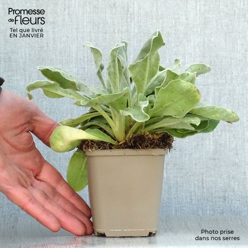 Exemplar von Kranz-Lichtnelke Gardener s World - Lychnis coronaria Kleine Töpfe von 8/9 cm wie im Winter geliefert