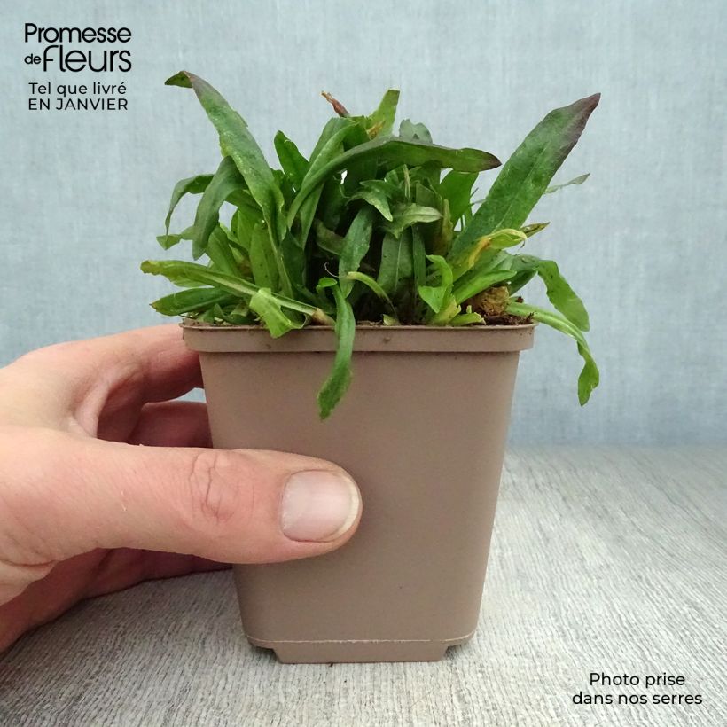 Exemplar von Kuckucks-Lichtnelke Jenny - Lychnis flos-cuculi Kleine Töpfe von 7/8 cm wie im Winter geliefert