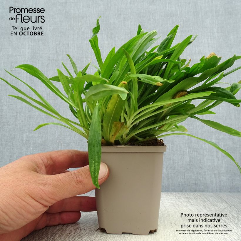 Exemplar von Kuckucks-Lichtnelke Petit Henri - Lychnis flos-cuculi Kleine Töpfe von 8/9 cm wie im Herbst geliefert