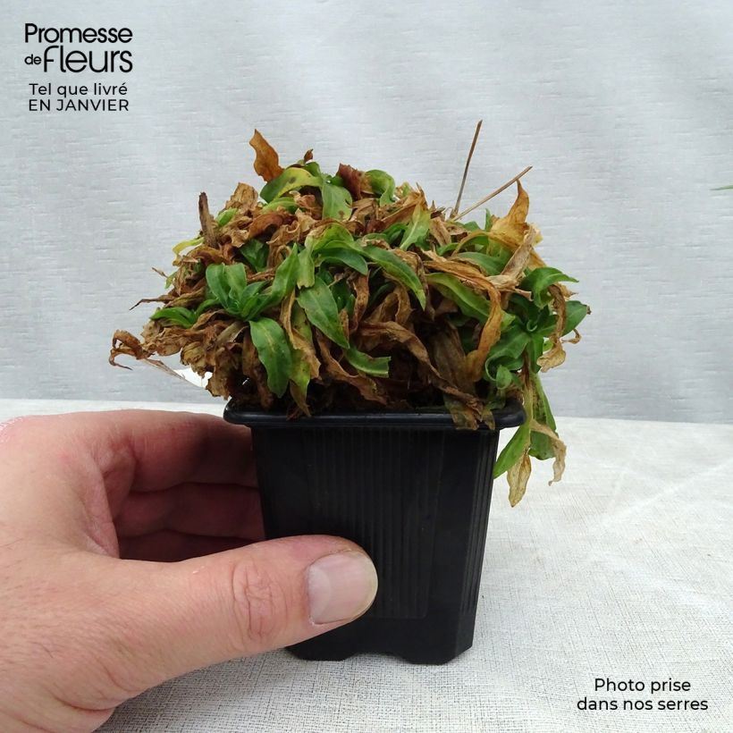 Exemplar von Kuckucks-Lichtnelke White Robin - Lychnis flos-cuculi Kleine Töpfe von 7/8 cm wie im Winter geliefert