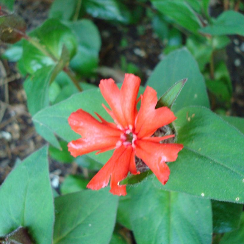 Haage-Nelke Molten Lava - Lychnis haageana (Laub)