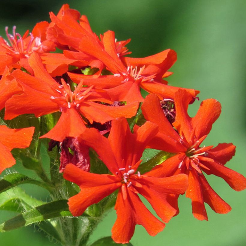Haage-Nelke Molten Lava - Lychnis haageana (Blüte)