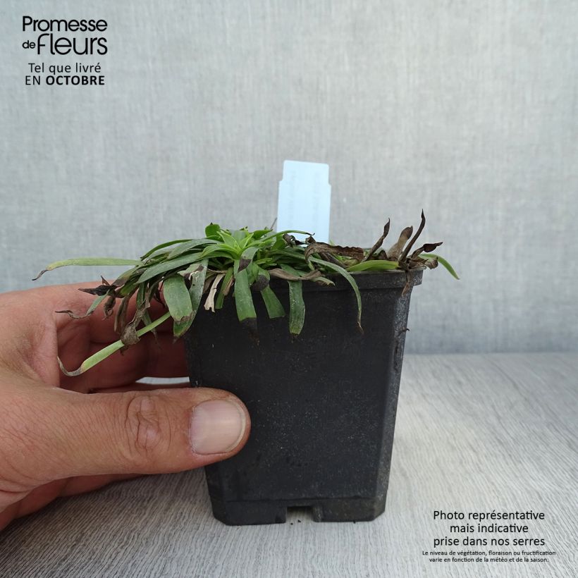 Exemplar von Gewöhnliche Pechnelke Plena - Lychnis viscaria Kleine Töpfe von 8/9 cm wie im Herbst geliefert