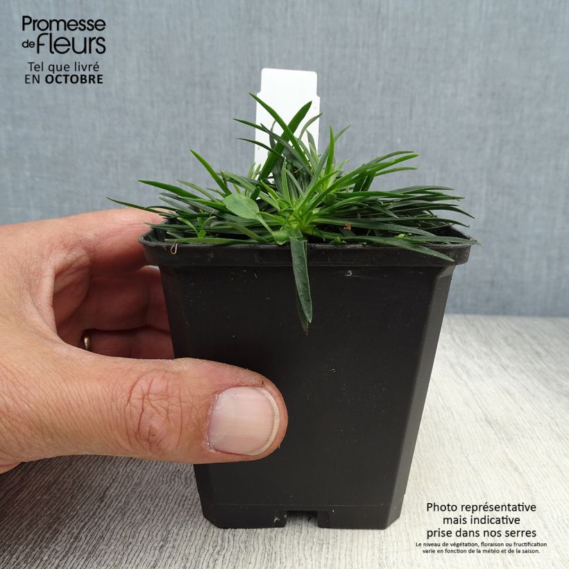 Exemplar von Gewöhnliche Pechnelke Splendens - Lychnis viscaria Kleine Töpfe von 8/9 cm wie im Herbst geliefert