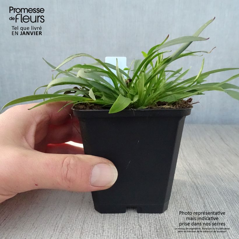 Exemplar von Gewöhnliche Pechnelke Splendens - Lychnis viscaria Kleine Töpfe von 8/9 cm wie im Winter geliefert