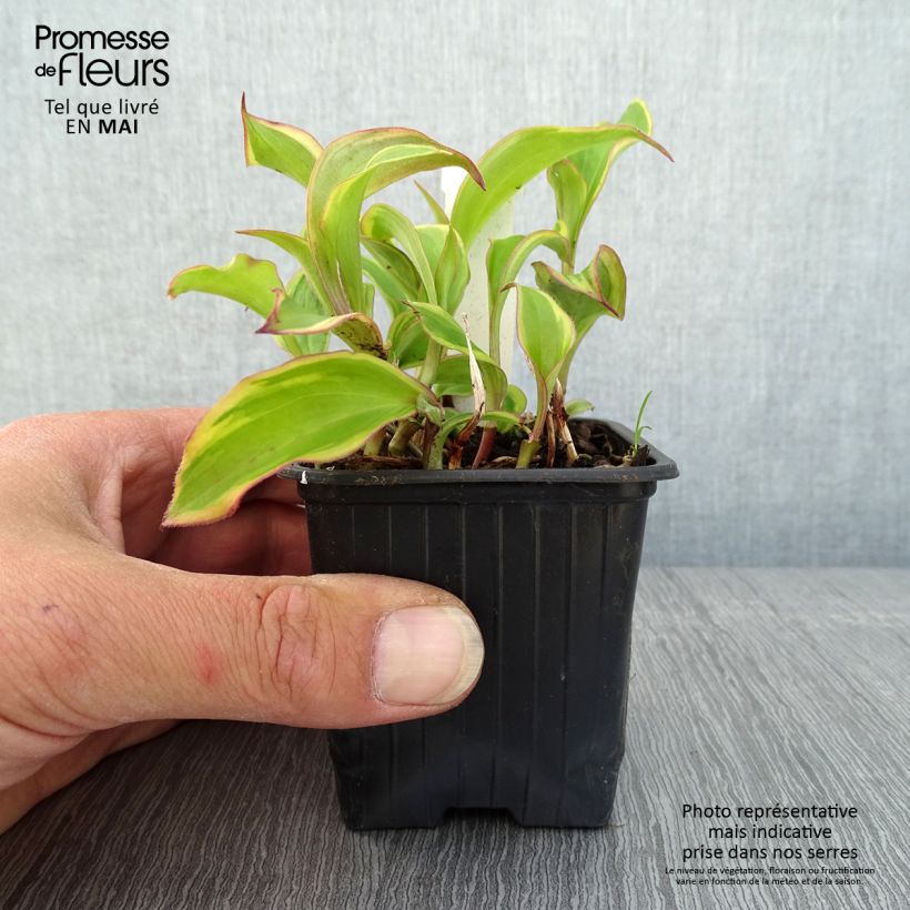 Exemplar von Tricyrtis formosana Autumn Glow - Krötenlilie Kleine Töpfe von 8/9 cm wie im Frühjahr geliefert