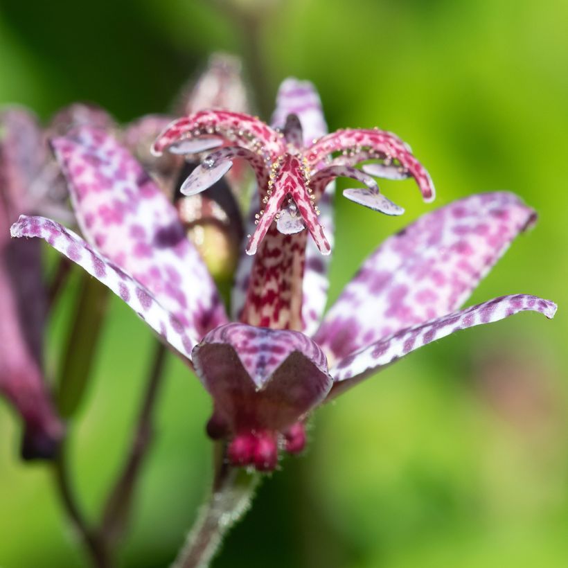 Tricyrtis formosana Autumn Glow - Krötenlilie (Blüte)