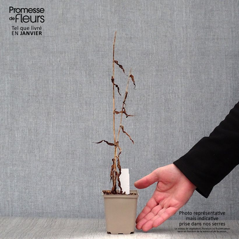 Exemplar von Tricyrtis formosana Dark Beauty - Krötenlilie Kleine Töpfe von 8/9 cm wie im Winter geliefert