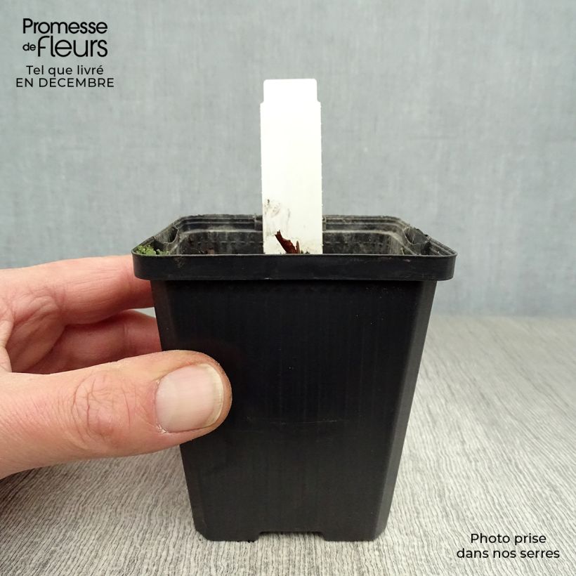 Exemplar von Lysichiton camtschatcensis - Weiße Scheinkalla Kleine Töpfe von 8/9 cm wie im Winter geliefert