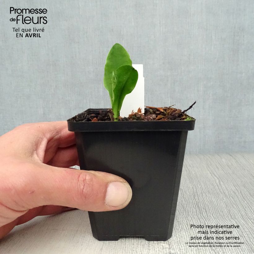 Exemplar von Lysichiton camtschatcensis - Weiße Scheinkalla Kleine Töpfe von 8/9 cm wie im Frühjahr geliefert