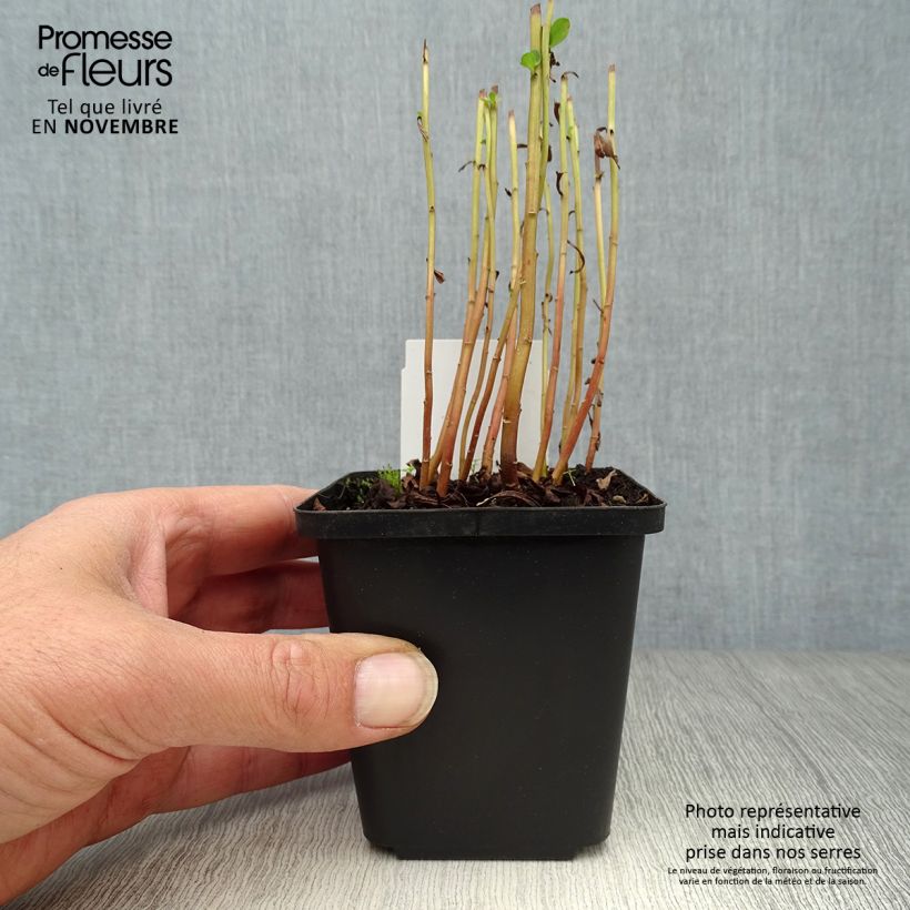 Exemplar von Lysimachia barystachys - Gilbweiderich Kleine Töpfe von 8/9 cm wie im Herbst geliefert