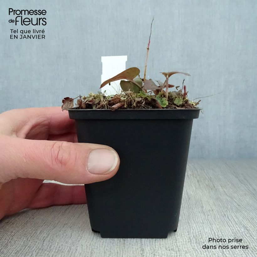 Exemplar von Lysimachia ciliata Fire Cracker - Bronze-Felberich Kleine Töpfe von 8/9 cm wie im Winter geliefert