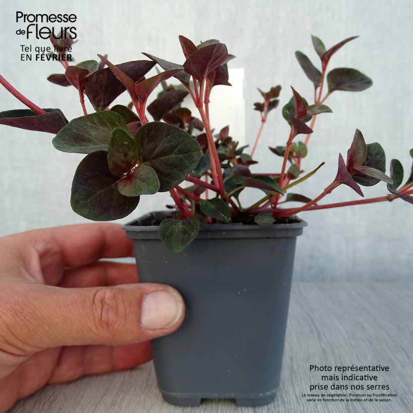 Exemplar von Lysimachia congestiflora - Gedrängtblütiger Gilbweiderich Kleine Töpfe von 8/9 cm wie im Herbst geliefert