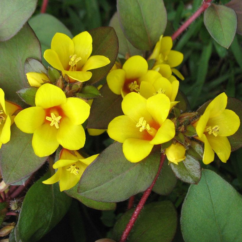 Lysimachia congestiflora - Gedrängtblütiger Gilbweiderich (Blüte)