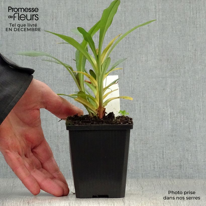 Exemplar von Lysimachia ephemerum - Iberischer Felberich Kleine Töpfe von 8/9 cm wie im Winter geliefert