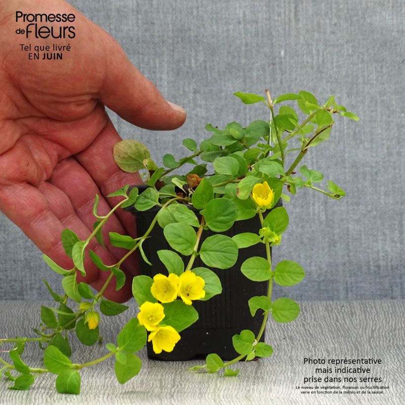 Exemplar von Lysimachia nummularia - Pfennigkraut Kleine Töpfe von 8/9 cm wie im Sommer geliefert